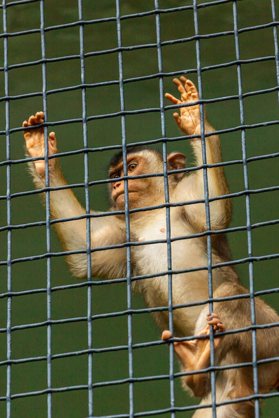 обезьяна корчится гримасы в клетке зоопарка - Фото, изображение