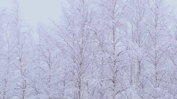 Koivumetsä katettu lumi oksat auringonvalossa - Materiaali, video