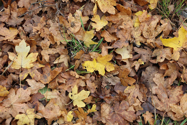 A closeup shot of autumn leaves on the ground in the forest - Photo, Image