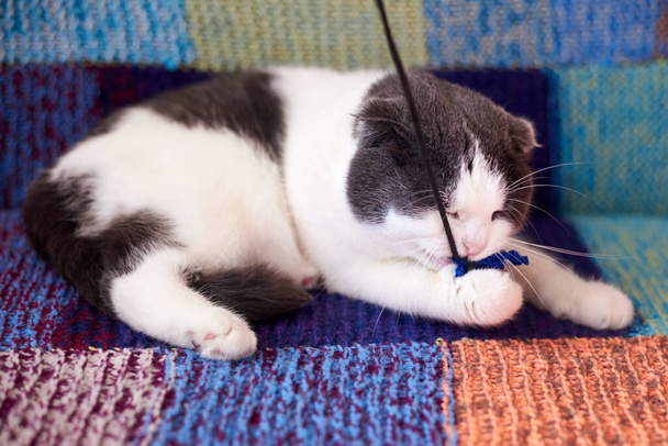 Chat drôle mignon joue avec une corde sur une couverture tricotée. - Photo, image