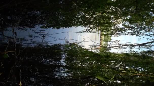 川で成長する柳の木。穏やかな風になびく塩草の枝 - 映像、動画
