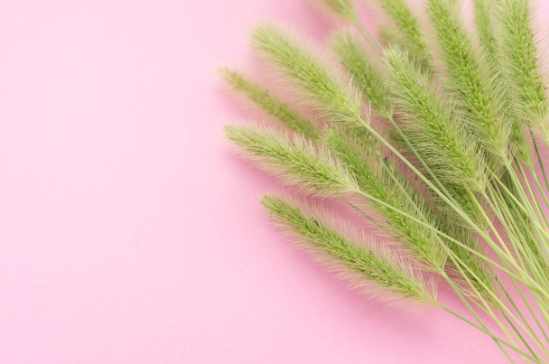 A still life closeup of green pennisetum plants on pink background - Foto, imagen
