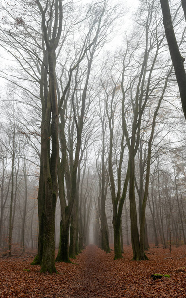 Erdő ősszel, köd és eső - Fotó, kép