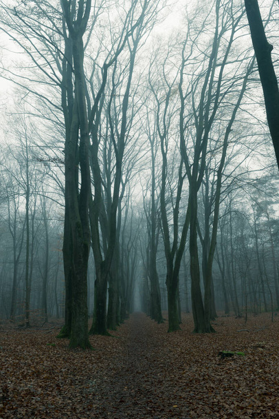 Δάσος το φθινόπωρο, ομίχλη και βροχή - Φωτογραφία, εικόνα