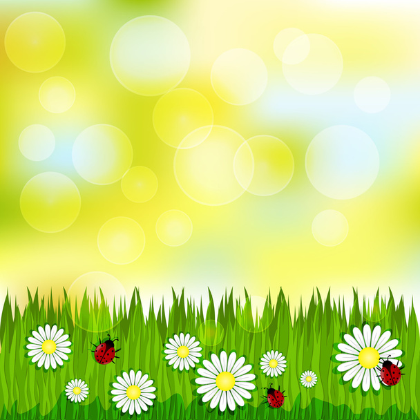 Spring blurred pattern with grass and chamomile - Vecteur, image