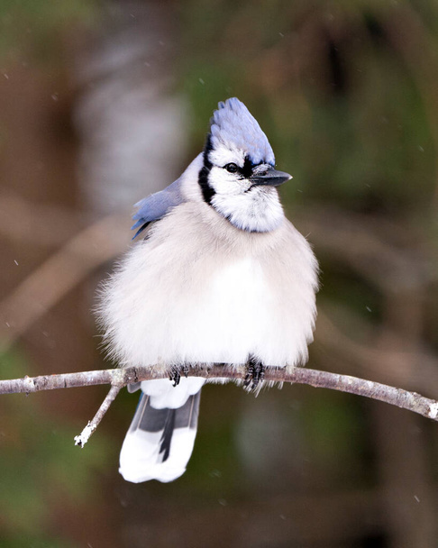 Blue Jay Stock Photos. Blue Jay perched on a branch with a blur background in the forest environment and habitat. Image. Picture. Portrait.  - Фото, зображення