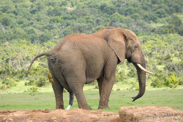 象、アッド エレファント国立公園、南アフリカ - 写真・画像