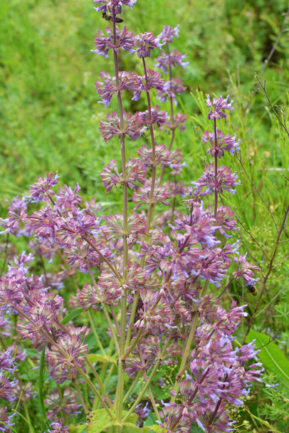 In natura fiorisce tra le erbe Salvia verticillata - Foto, immagini