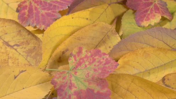 Herbstliches Laub aus nächster Nähe. Leuchtend farbige Blätter. - Filmmaterial, Video