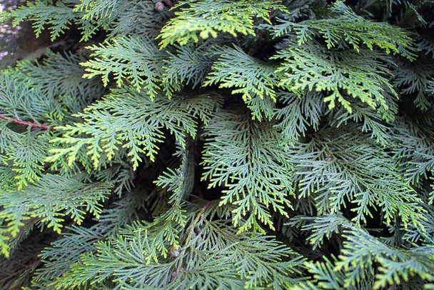 Achtergrond van naaldbomen in de Cupressaceae (cipressenfamilie)) - Foto, afbeelding