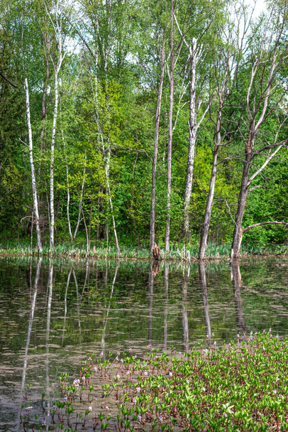Letní rybník s duckweedem v lesní scéně - Fotografie, Obrázek