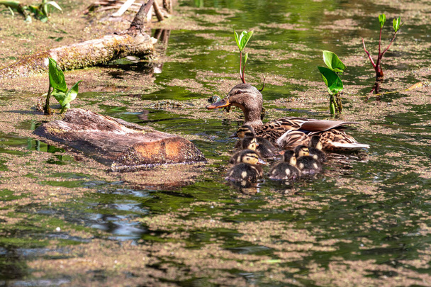 Mallard Duck con sus patitos. Mallard hembra con patitos en el estanque. - Foto, Imagen