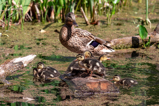 Mallard Duck with her Ducklings. Mallard female with little ducklings on the pond. - Photo, Image