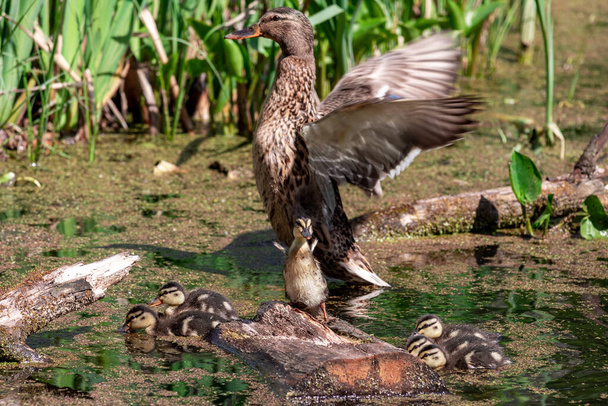 Mallard Duck with her Ducklings. Mallard female with little ducklings on the pond. - Photo, Image