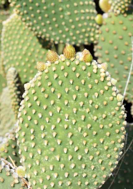 Crecimiento de primavera en un cactus de orejas de conejo
 - Foto, Imagen