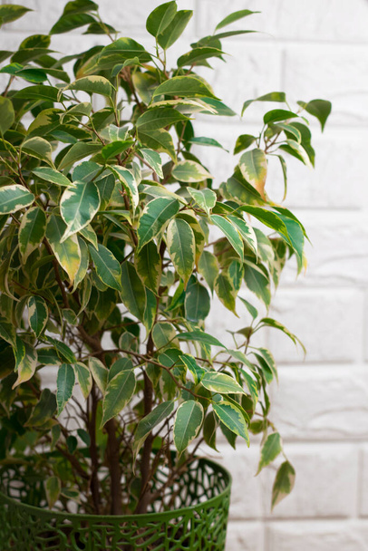 Planta em casa em um pote verde Ficus Benjamin contra o fundo de uma parede de tijolo branco. Protecção das plantas domésticas. - Foto, Imagem