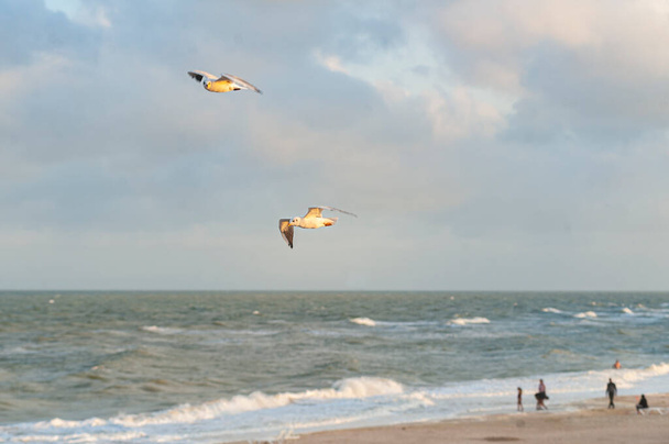 2 gaivotas brancas voando no céu nublado sob mar ondulado e praia de areia tranquila com várias pessoas  - Foto, Imagem