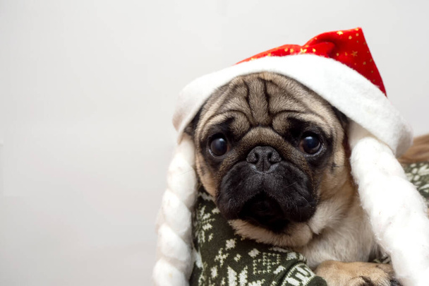 Merry Christmas and Happy New Year. Cheerful pug dog is sitting in Santa Claus hat. pug dog is waiting for the holiday at owner's hand. - Photo, image