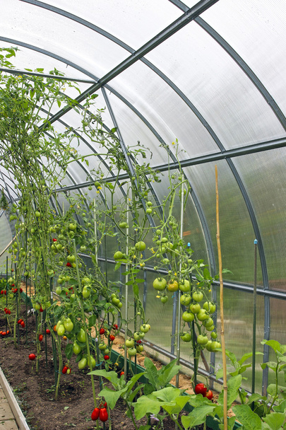 czerwone i zielone pomidory dojrzewania na krzaku w szklarni - Zdjęcie, obraz