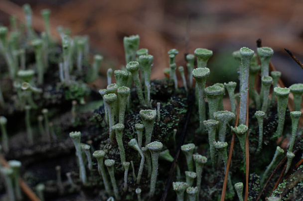 Macro of green fungi Cladonia verticillata colony on tree stump on blurred forest background   - Photo, Image