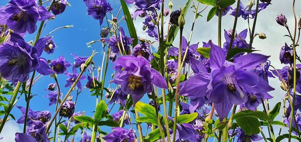 Úžasná aquilegia nebo bluebell květiny na modrém oblačném pozadí oblohy, zastřelen zdola   - Fotografie, Obrázek