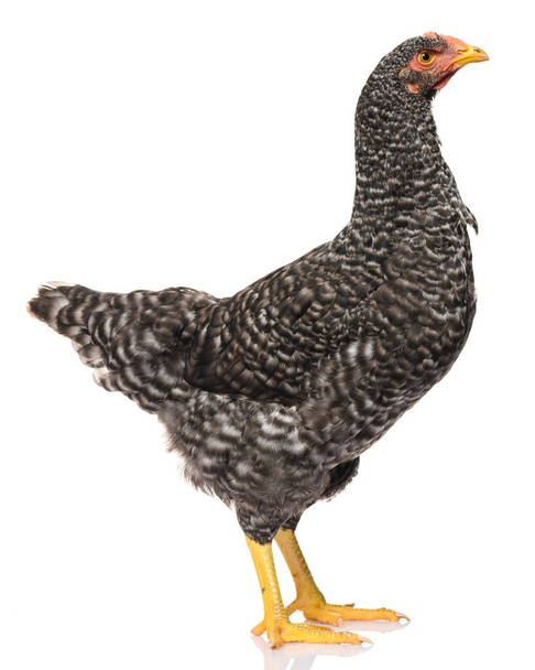 un pollo nero isolato su sfondo bianco, riprese in studio - Foto, immagini