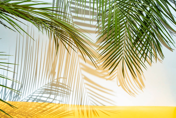 Palm leaves on blue background in sunlight - Foto, imagen