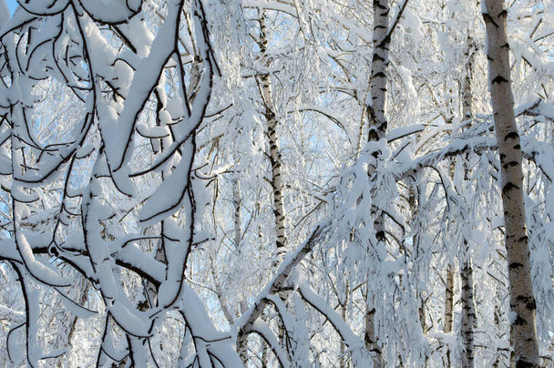 El cielo azul en el bosque de invierno se puede ver a través de las ramas cubiertas de nieve de los abedules - Foto, imagen