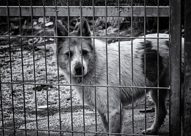 Perro en perrera cerrada, animales abandonados, abuso - Foto, imagen