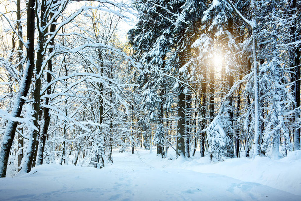 Winter landscape with snow covered fir trees. - Φωτογραφία, εικόνα