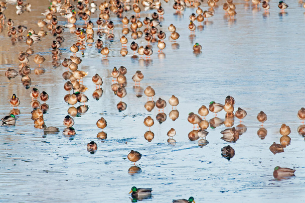 Un gruppo di anatre che nuotano nel lago - Foto, immagini