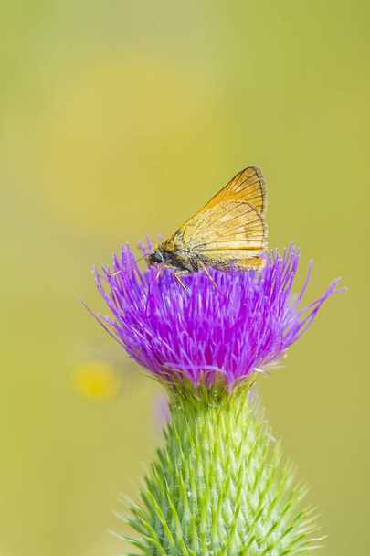 大規模なスキッパーの閉鎖蜜を飲む紫色のアザミウマの花にシロチョウの蝶. - 写真・画像
