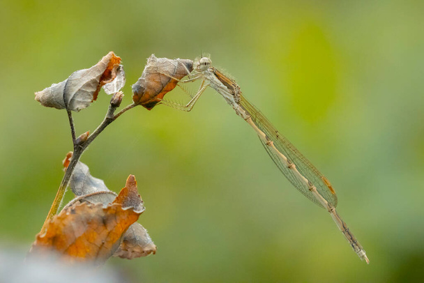Обыкновенный зимний самец, Sympecma fusca, покоится на стебле. Их можно встретить круглый год, так как они перезимовали во взрослом возрасте. - Фото, изображение
