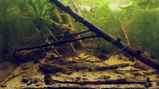 Euroopan katkera, aurinkoinen, pyöreä loach ja sääkala elävät yhdessä lauhkeassa eurooppalaisessa kylmänveden joen biotooppiakvaariossa - Materiaali, video