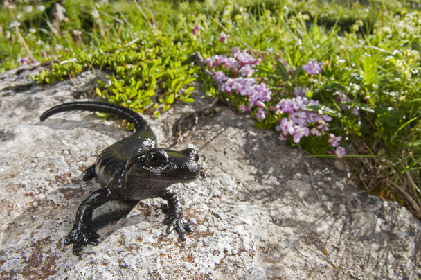 Salamandra lanzai (lanza alpský salamandr) pohled - Fotografie, Obrázek