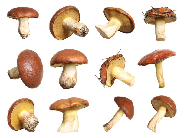 Set of fresh slippery jack mushrooms on white background - Photo, image