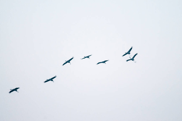 bando de guindastes comuns voando no céu - Foto, Imagem