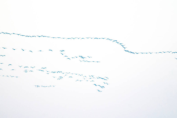 az égen röpködő közönséges darvak állománya - Fotó, kép
