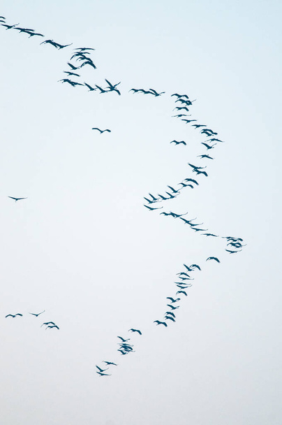 stado żurawi zwyczajnych latających po niebie - Zdjęcie, obraz