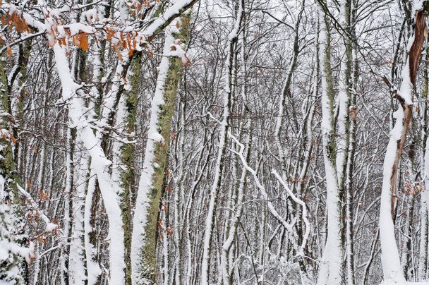 winterbos bedekt met sneeuw, bomen en sneeuw. winterlandschap - Foto, afbeelding