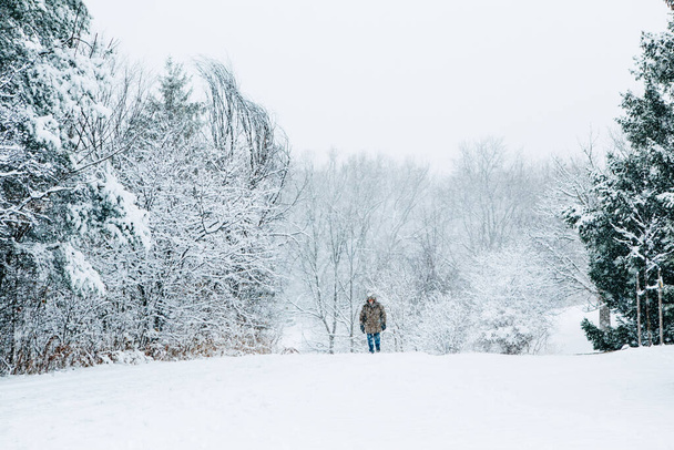 Winter outdoor scene. Man walking under snow in park. Heavy snowfall and snowstorm outdoor. Snow blizzard and bad weather winter conditions. Beauty in nature. Seasonal landscape.  - Photo, Image