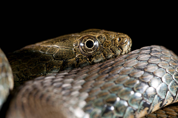 Dice snake, Natrix tessellata on black background - Photo, Image