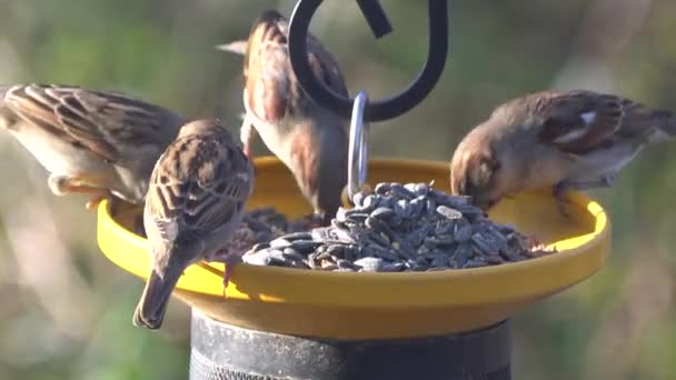 Un groupe de pinsons domestiques mangeant des graines de tournesol sur les mangeoires d'oiseaux - Séquence, vidéo