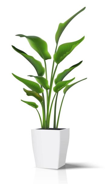 3D現実的なベクトルフロアハウス緑の植物。白い鍋に白いイラストのアイコンに分離.. - ベクター画像