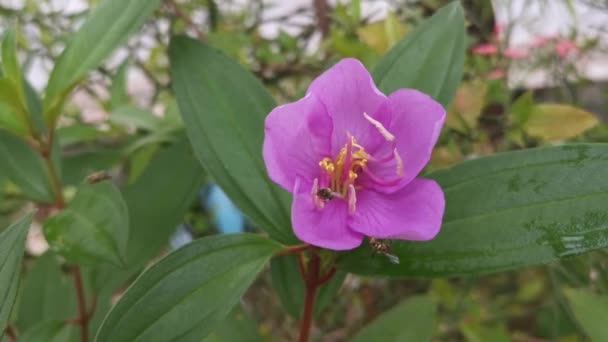 planě fialový melastom malabathricum květ rostlina - Záběry, video