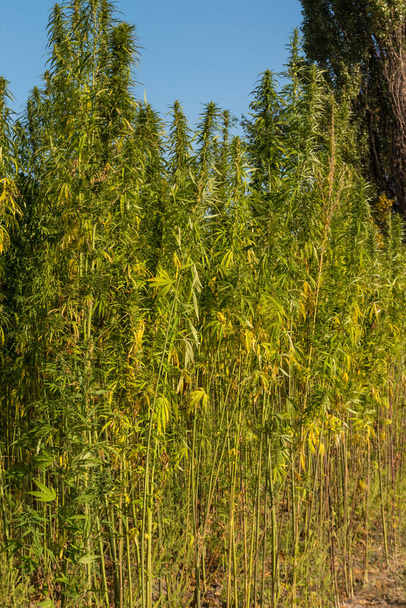 Champ de cannabis vert (marijuana) plantes - Photo, image