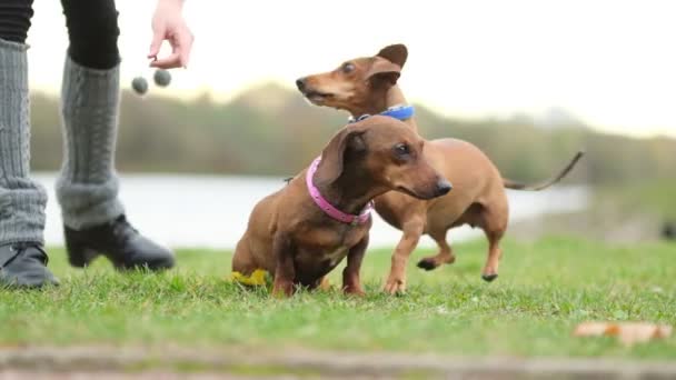 芝生の上で犬を訓練する。小さなダックスフントは所有者コマンドを実行します。犬のハンドラーが犬のトリックを教えてくれます。スローモーション - 映像、動画