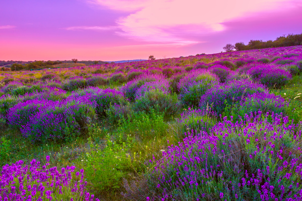 Lavender field in summer - Photo, Image