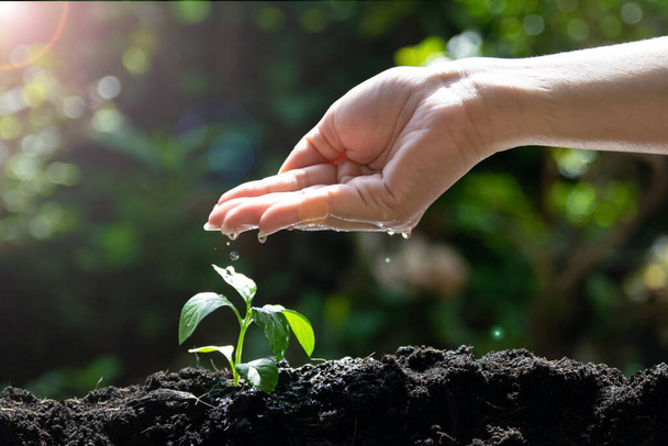 Hand water geven Jonge plant zaailingen voor milieu en ecologie   - Foto, afbeelding