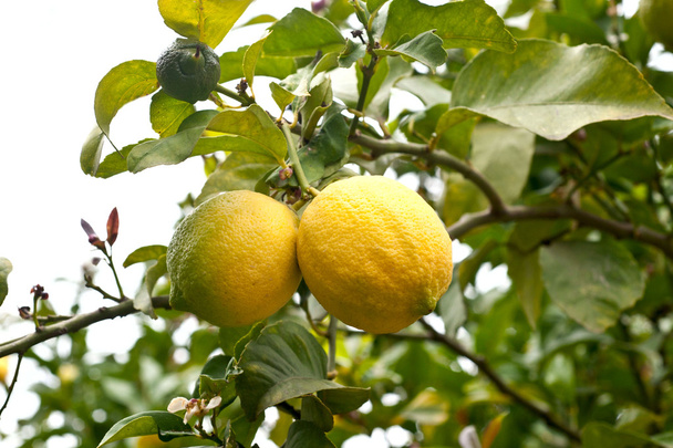 Fresh yellow lemons on garden tree - Photo, Image